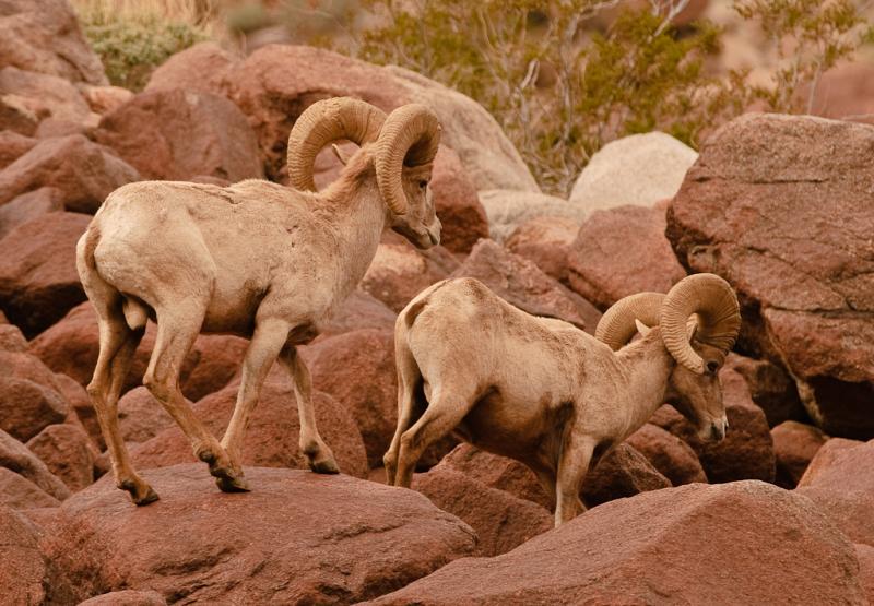 Desert Bighorn Sheep-5958 - UNTITLED ©2010 Dan Stevenson